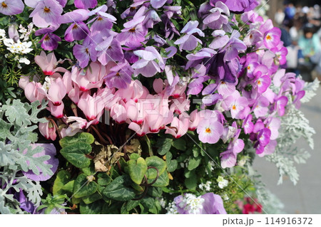 鮮やかなピンクの花 114916372