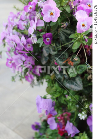 花のある風景街灯に飾られた可愛い花花 花のある風景街灯に飾られた可愛い花花 114916376