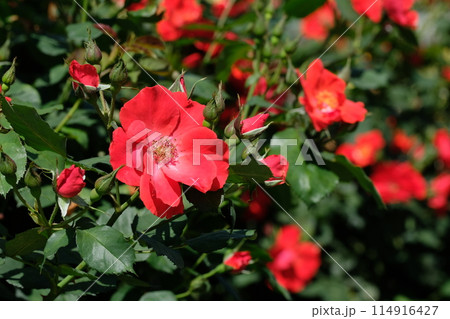 朱色のバラ　「サラバンド」 114916427