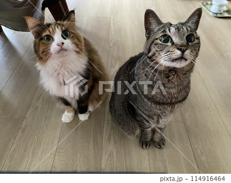 ねこ ねこ 114916464