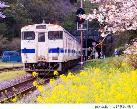 桜と菜の花をバックに走る日田彦山線キハ47系普通列車 114916467