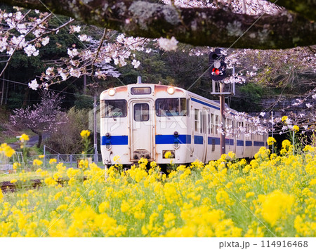 桜と菜の花をバックに走る日田彦山線キハ47系普通列車 桜と菜の花をバックに走る日田彦山線キハ47系普通列車 114916468