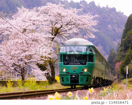 満開の桜と菜の花の横を駆け抜ける特急ゆふいんの森 114916471