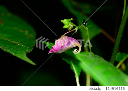ツリフネソウの花 ツリフネソウの花 114916516