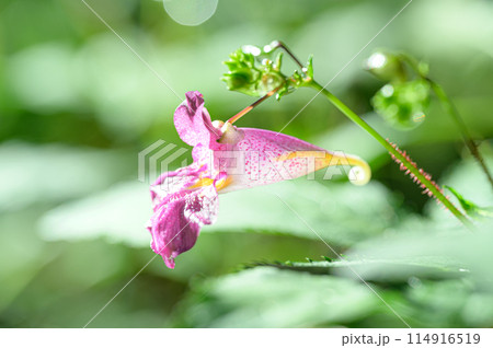 ツリフネソウの花 114916519