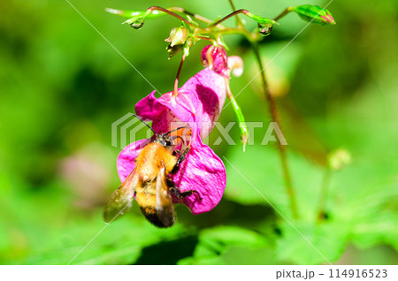 ツリフネソウの花 ツリフネソウの花 114916523
