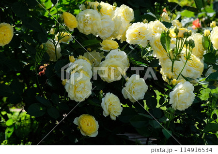 満開のバラ 「ゴールデンボーダー」 満開のバラ 「ゴールデンボーダー」 114916534