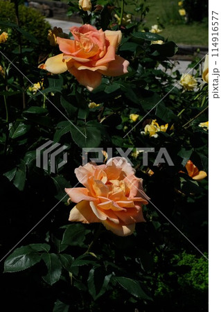 「ウィンナーシャルメ」　アプリコットカラーのバラ 114916577