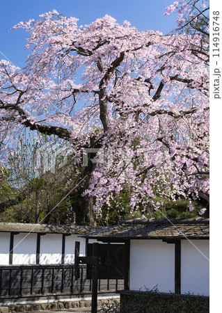 宮城の明治村 武家屋敷清野家の満開のシダレザクラ 宮城の明治村 武家屋敷清野家の満開のシダレザクラ 114916748