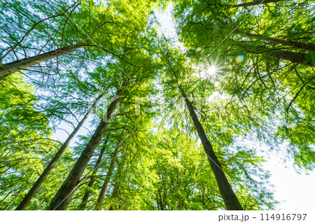 「埼玉県」新緑・エコイメージ 114916797