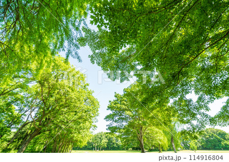 「埼玉県」新緑・エコイメージ 114916804