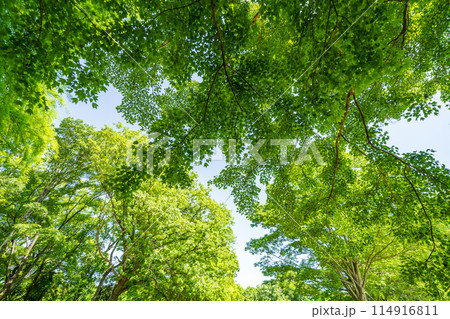 「埼玉県」新緑・エコイメージ 114916811