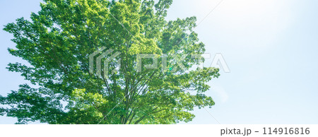 「埼玉県」新緑・エコイメージ 114916816