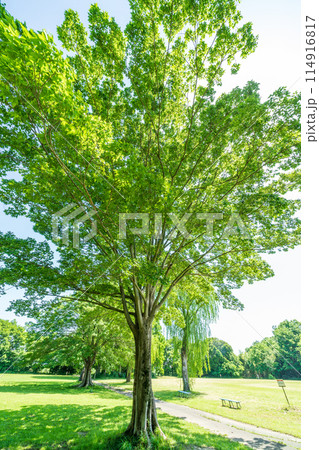 「埼玉県」新緑・エコイメージ 114916817