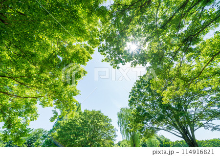 「埼玉県」新緑・エコイメージ 114916821