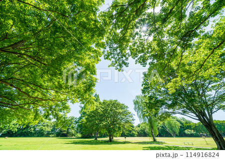 「埼玉県」新緑・エコイメージ 「埼玉県」新緑・エコイメージ 114916824