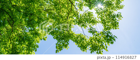 「埼玉県」新緑・エコイメージ 114916827