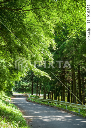 鮮やかな新緑が眩しい林道《季節・風景素材》 114916861