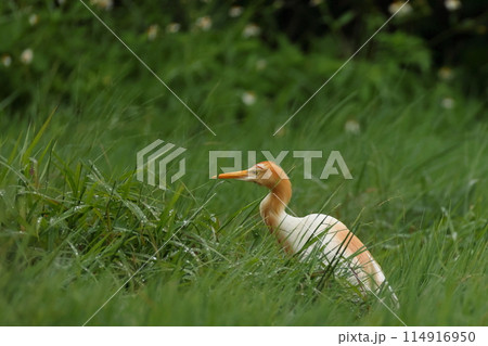 生き物 野鳥 アマサギ、オレンジ色が美しい夏羽。冬羽は全身真っ白、体長は五十センチ前後 生き物 野鳥 アマサギ、オレンジ色が美しい夏羽。冬羽は全身真っ白、体長は五十センチ前後 114916950