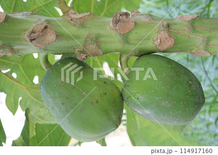 raw papaya on tree in farm for harvest 114917160