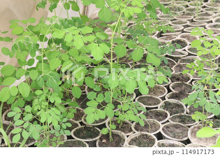 Paulownia elongata plant on nursery 114917173