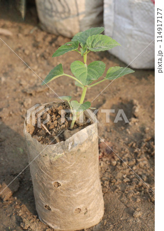 Paulownia elongata plant on nursery 114917177