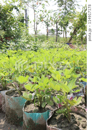 Peanuts plant on farm for harvest 114917178