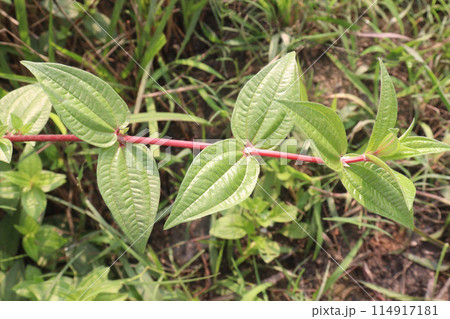Pouzolzia hirta plant on jungle 114917181