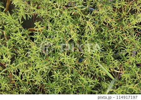 Moss rose purslane flower plant nursery 114917197