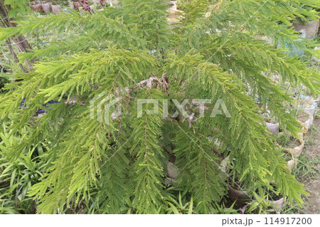 Mousetail flower plant on nursery Mousetail flower plant on nursery 114917200