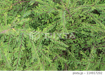 Mousetail flower plant on nursery 114917202