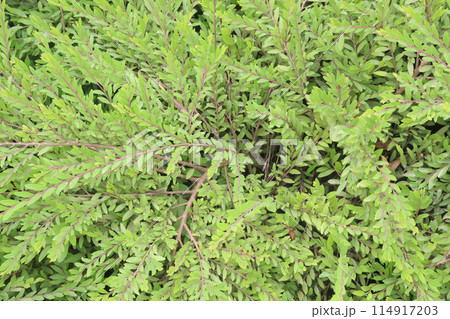 Mousetail flower plant on nursery 114917203