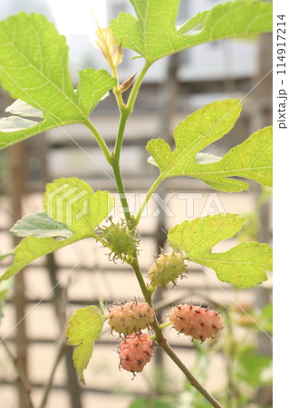 Mulberry on tree in farm for harvest Mulberry on tree in farm for harvest 114917214