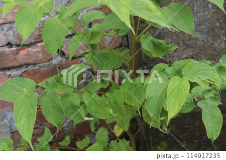 Muntingia calabura plant on jungle 114917235