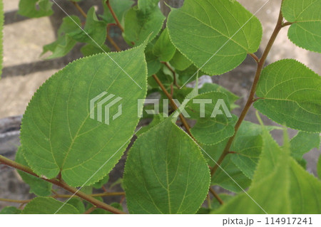 Muntingia calabura plant on jungle 114917241