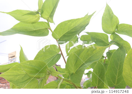 Muntingia calabura plant on jungle Muntingia calabura plant on jungle 114917248
