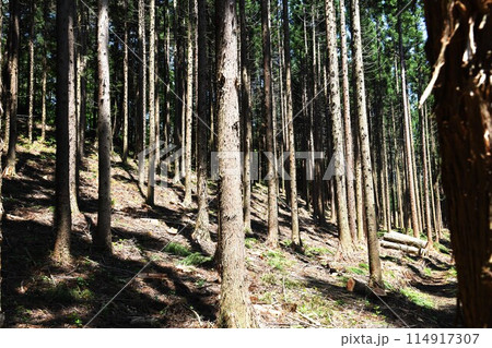 山林の間伐後の写真 山林の間伐後の写真 114917307