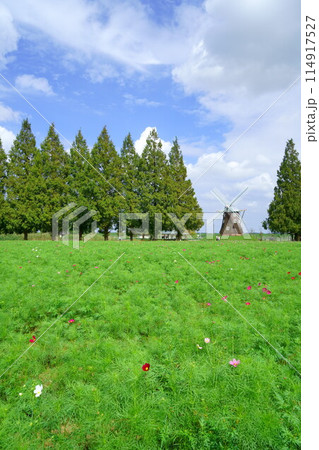 あけぼの山農業公園のコスモス畑 あけぼの山農業公園のコスモス畑 114917527