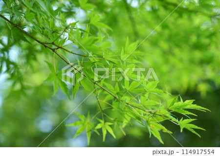 逆光に輝く新緑のモミジ 逆光に輝く新緑のモミジ 114917554