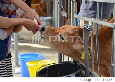 乳やり体験　@mar_lapin 114917582