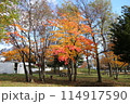 秋の福住小川公園 114917590