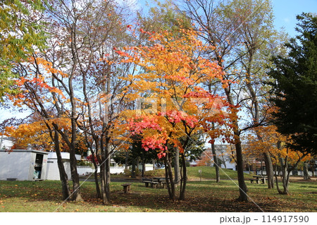 秋の福住小川公園 秋の福住小川公園 114917590