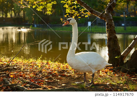 秋の公園を歩くコブハクチョウ 秋の公園を歩くコブハクチョウ 114917670