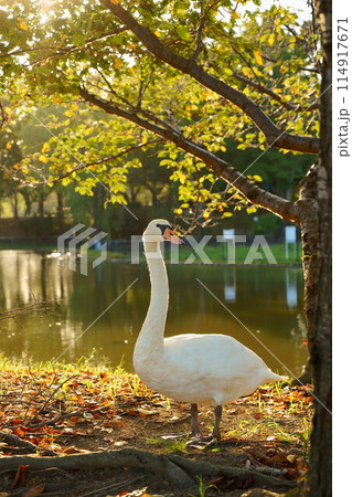 秋の公園を歩くコブハクチョウ 114917671