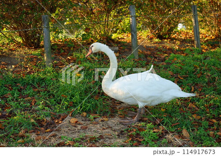 公園を歩くコブハクチョウ 公園を歩くコブハクチョウ 114917673