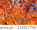 福住小川公園　紅葉 114917704