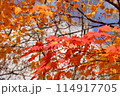 福住小川公園　紅葉 114917705