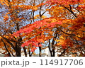 福住小川公園　紅葉 114917706