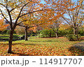 福住小川公園　紅葉 114917707