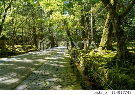 静寂に包まれた苔むした参道の情景 静寂に包まれた苔むした参道の情景 114917742